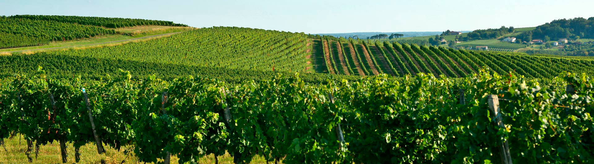 Guided tour of Burgundy